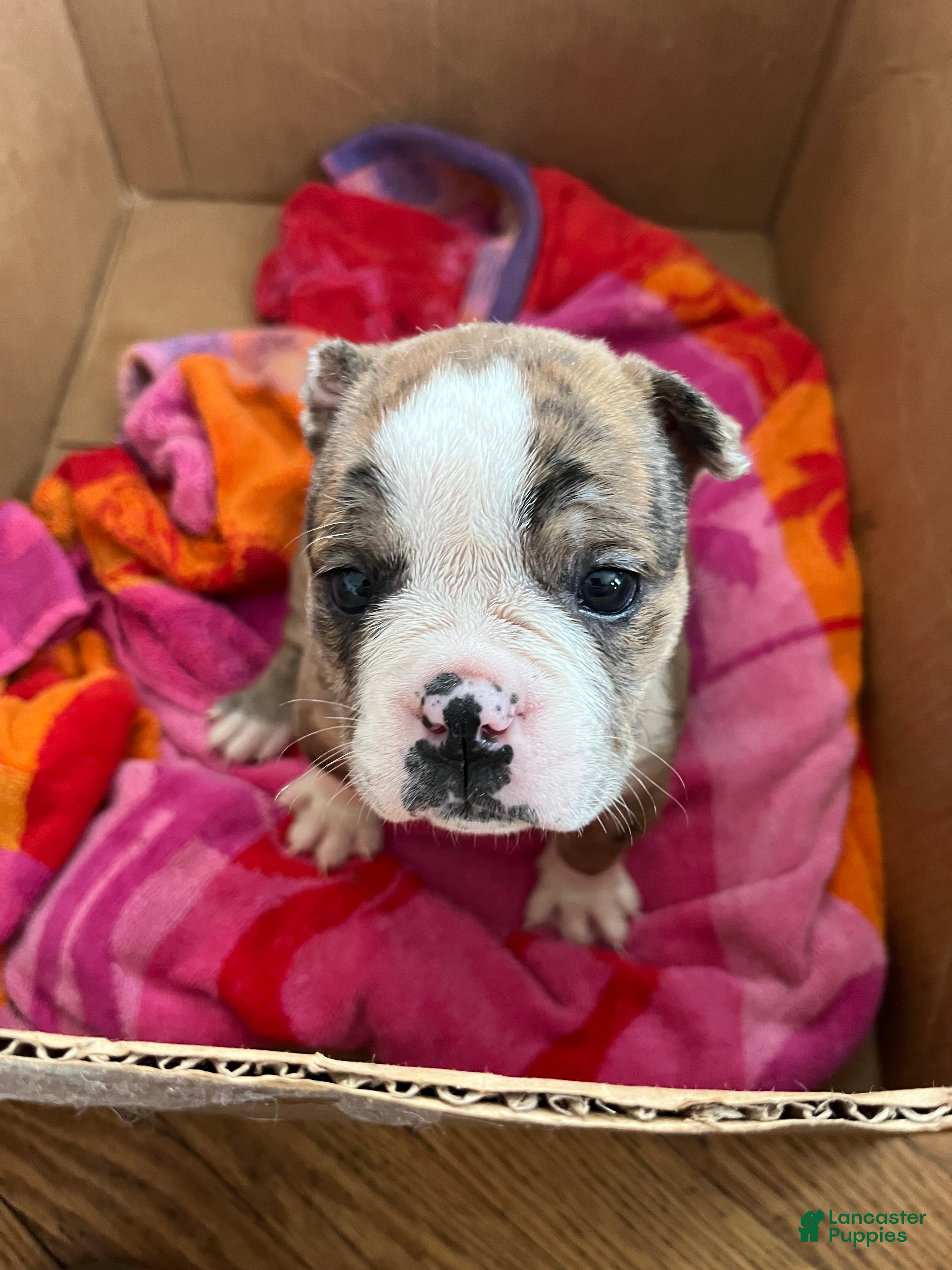 Mixed Breed dogs Tot-Tot - Ad 42