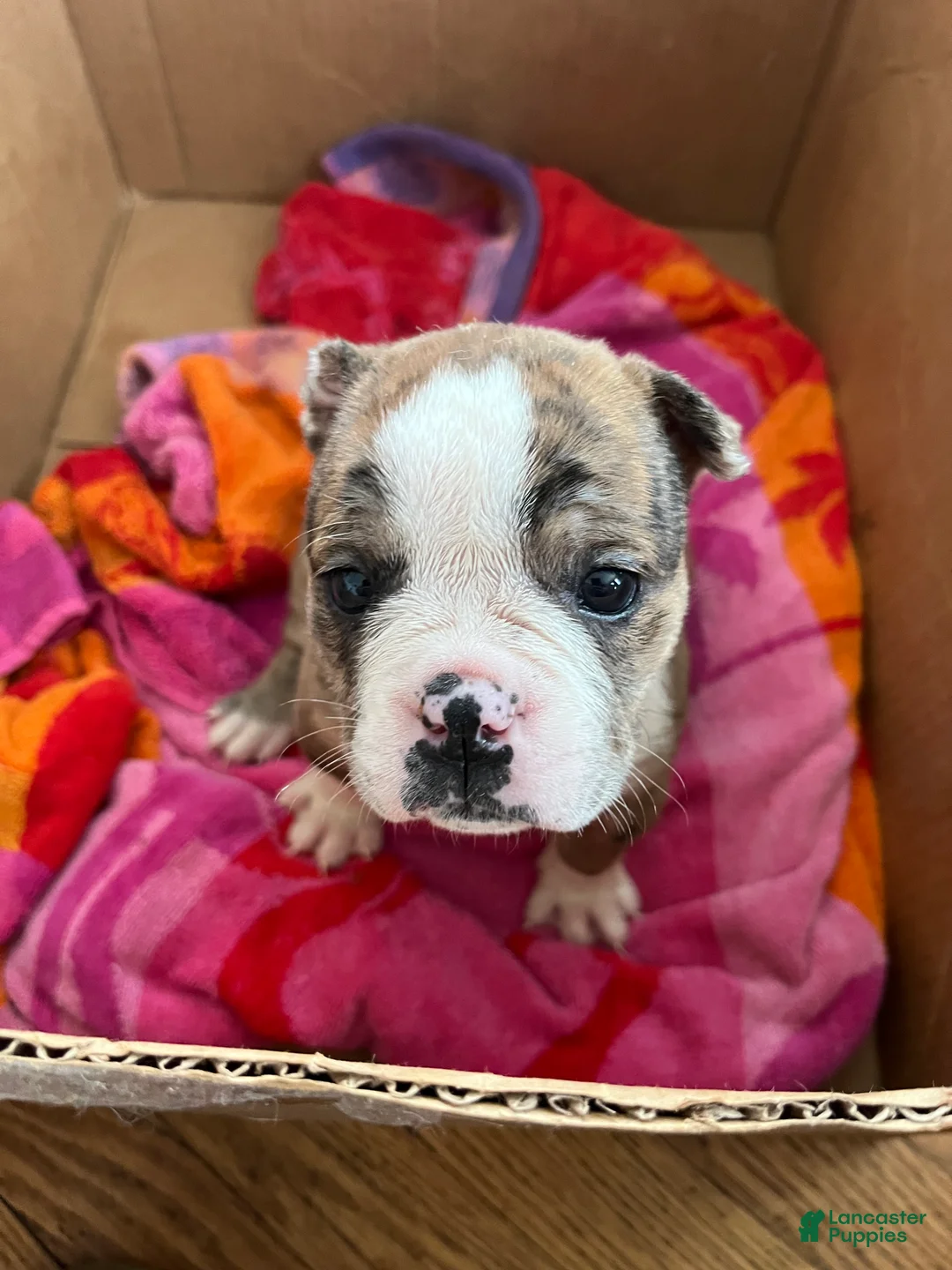 Mixed Breed dogs for sale: Tot-Tot - Ad 1