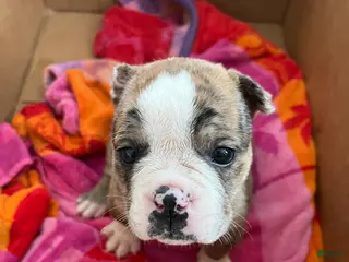 Mixed Breed dogs Tot-Tot - Ad 42