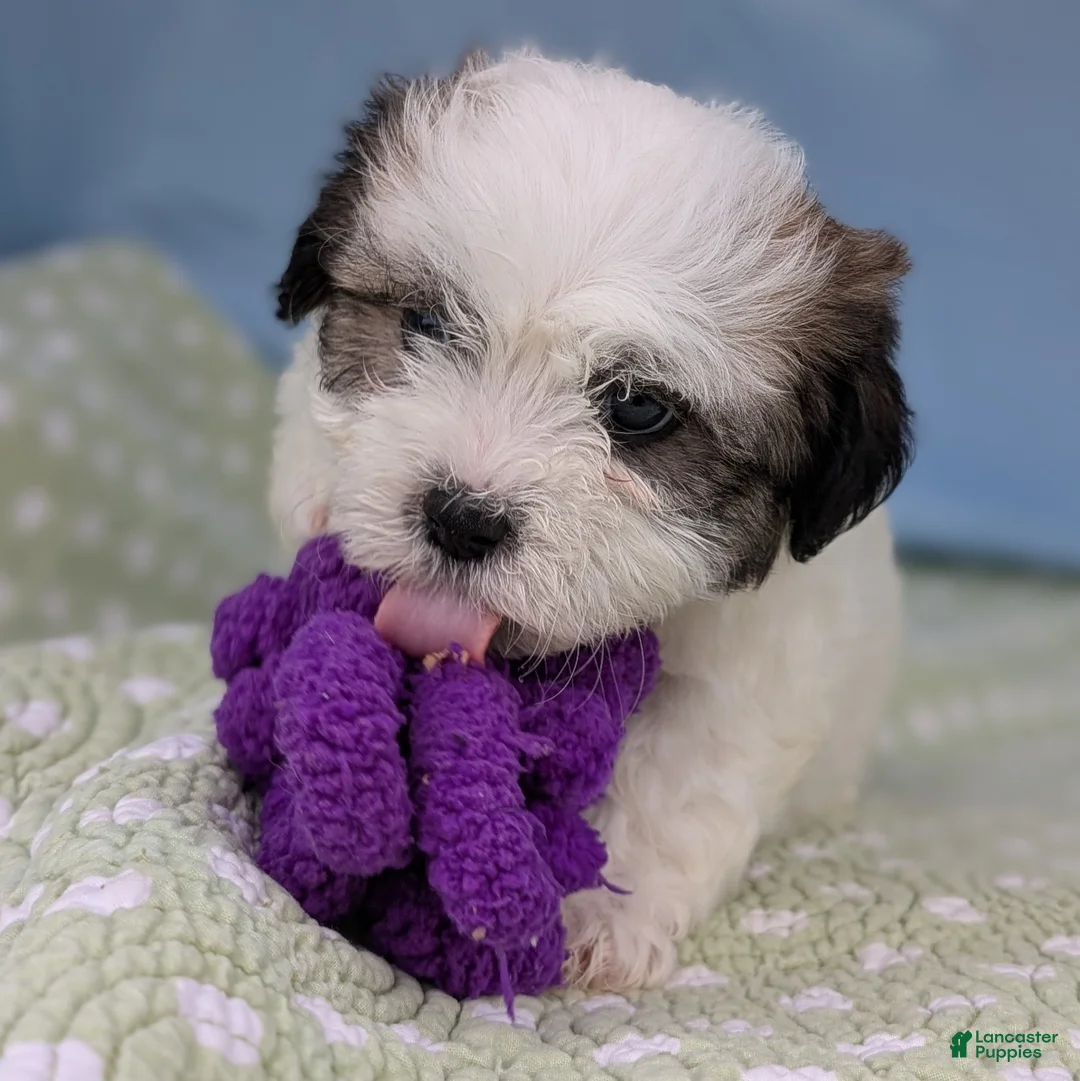 Teddy Bear dogs for sale: Vicious Biscuit - Ad 13