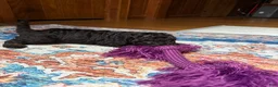 Aussiedoodle dogs for sale: Cirie - Ad 7