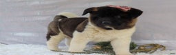 Akita dogs for sale: Rosa - Ad 18