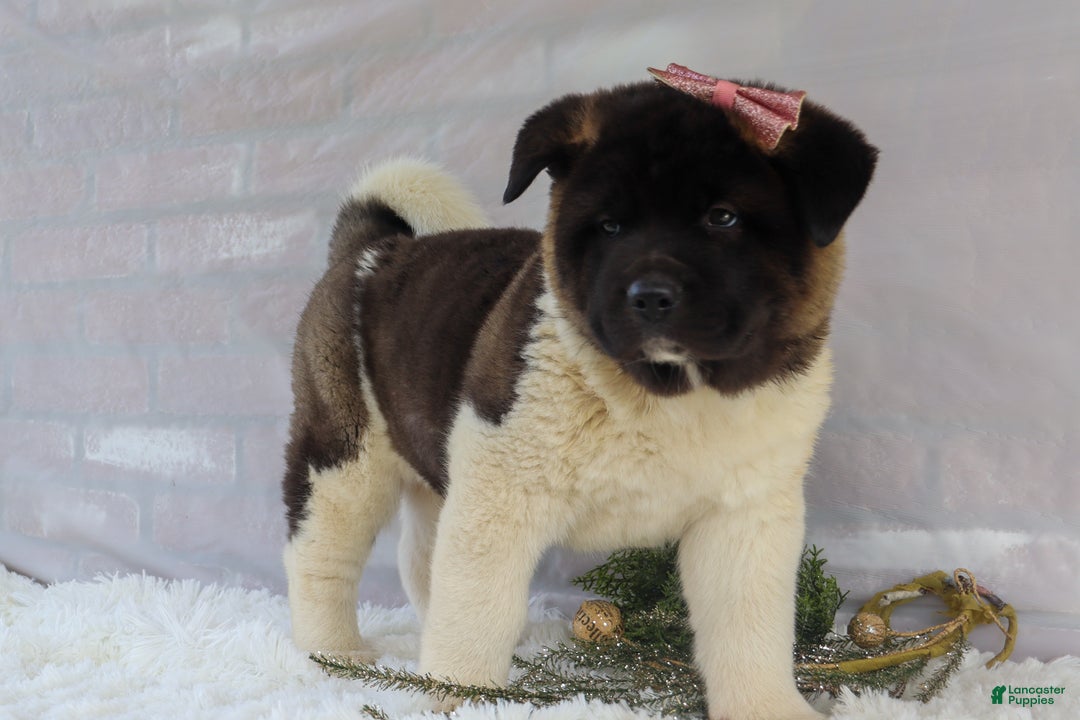 Akita dogs for sale: Rosa - Ad 18