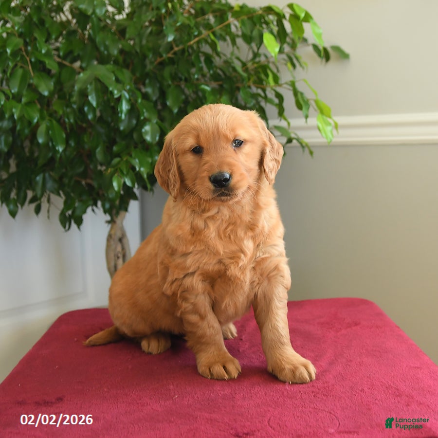 Golden Retriever dogs Reese - Ad 6