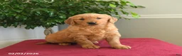 Golden Retriever dogs for sale: Reese - Ad 1