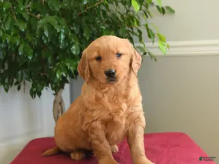 Golden Retriever dogs Reese - Ad 13