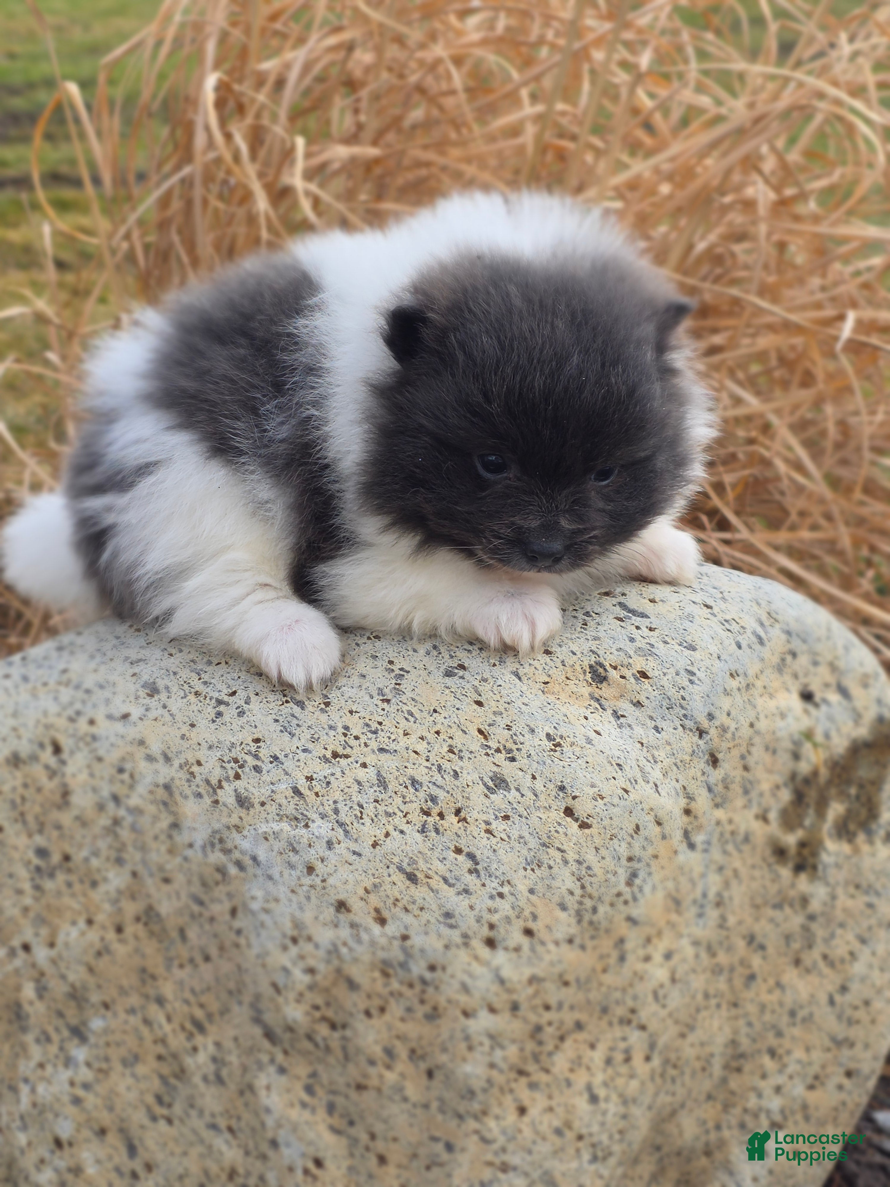 Pomeranian dogs Casey - Ad 2