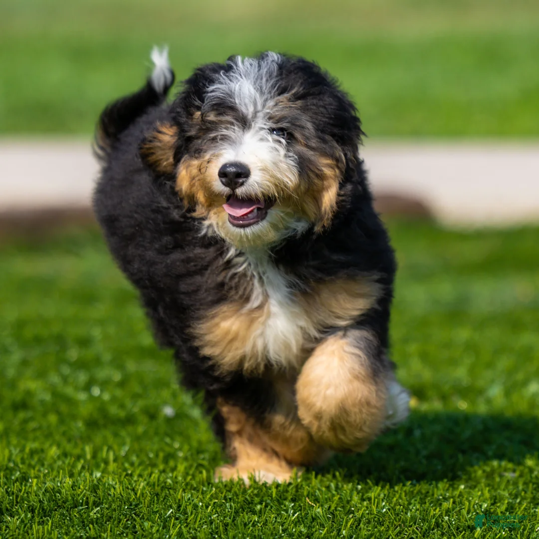 Bernedoodle dogs for sale: Crew Bernedoodle Puppy  - Ad 2