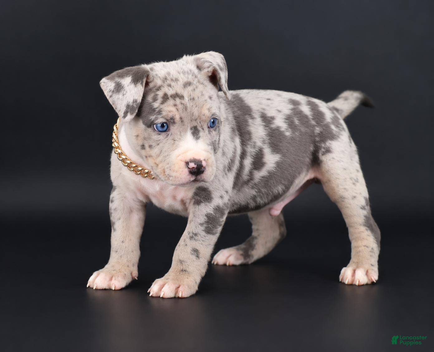 American Bully dogs Ezra - XL - ABKC - Ad 1