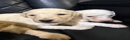 Standard Poodle dogs for sale: Standard Poodle 3 - Ad 3