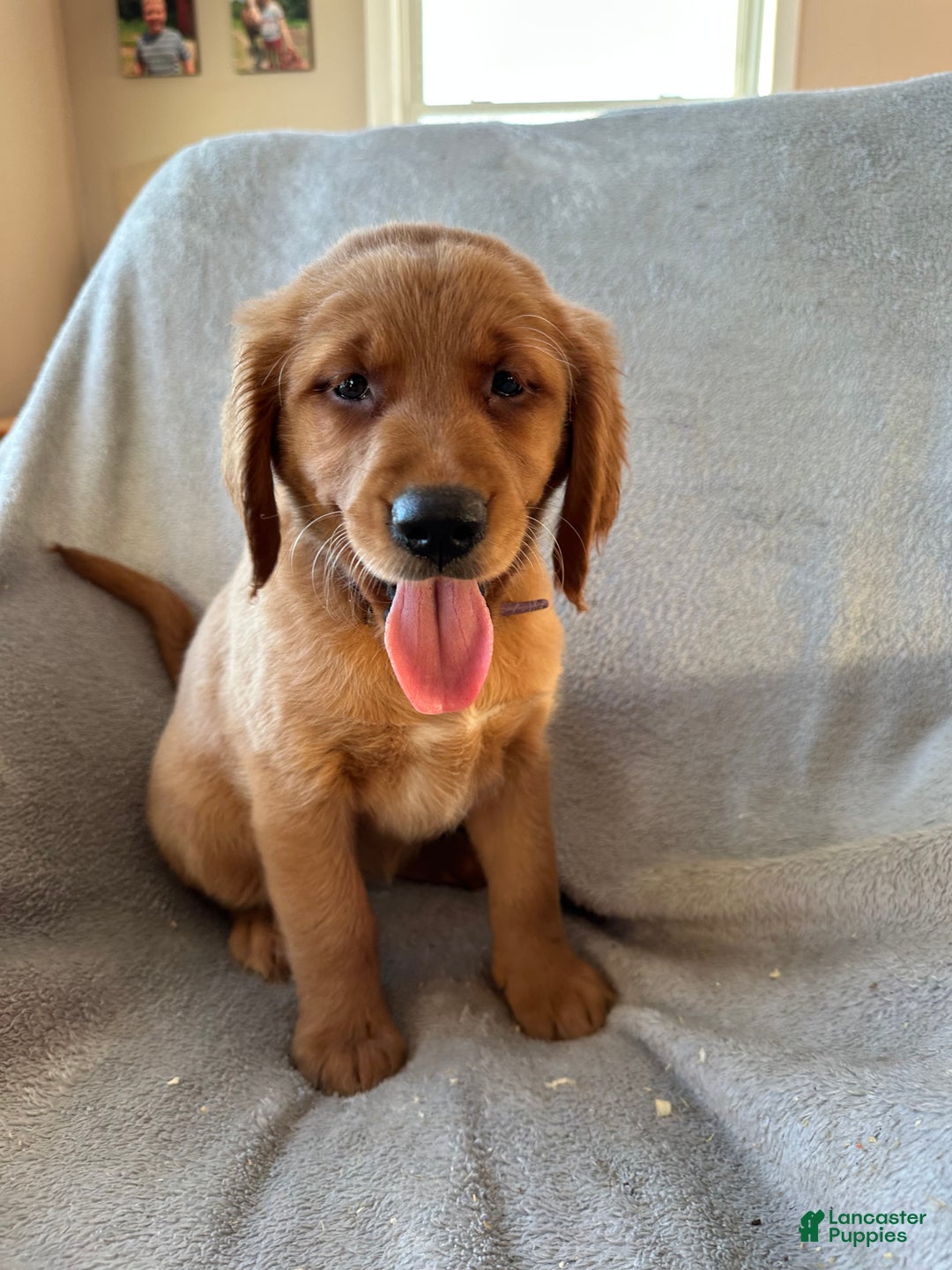 Mixed Breed dogs for sale: Purple collar - Ad 1