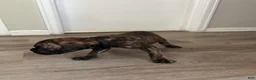 Cane Corso dogs for sale: Cane Corso 5 - Ad 4