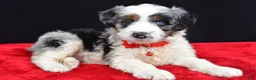 Mini Aussiedoodle dogs for sale: Wava  - Ad 9