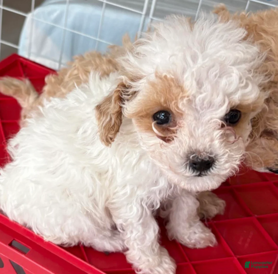 Standard Poodle dogs for sale: Tessi - Ad 1