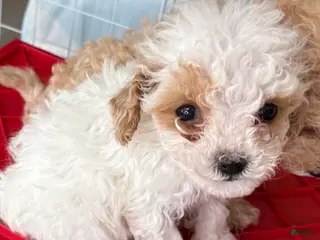 Standard Poodle dogs for sale: Tessi - Ad 1