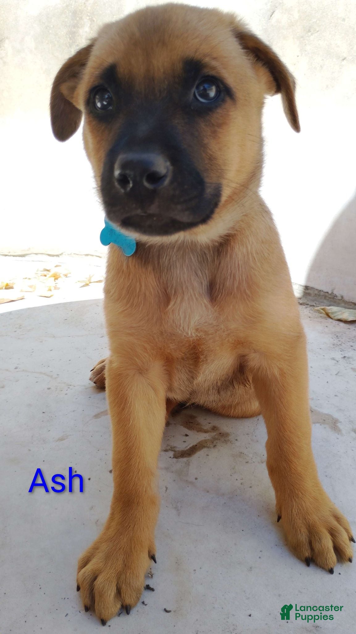 Belgian Malinois dogs Belgian Malinois 8 Ash - Ad 23