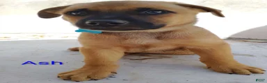 Belgian Malinois 8 Ash