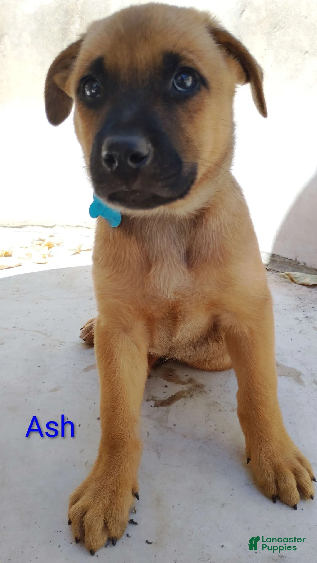 Belgian Malinois dogs for sale: Belgian Malinois 8 Ash - Ad 1
