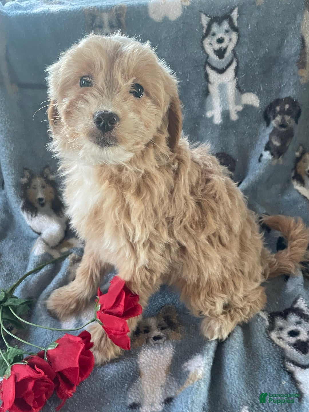 Mini Goldendoodle dogs for sale: Rosie - Ad 3