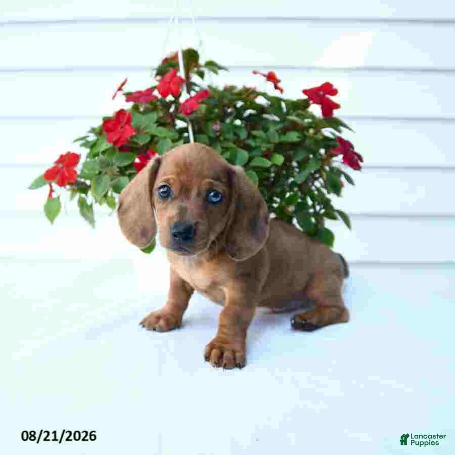 Miniature Dachshund dogs Buster - Ad 2