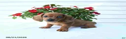 Miniature Dachshund dogs for sale: Buster - Ad 2