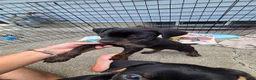 Mixed Breed dogs for sale: Ms. Jasmine - Ad 13