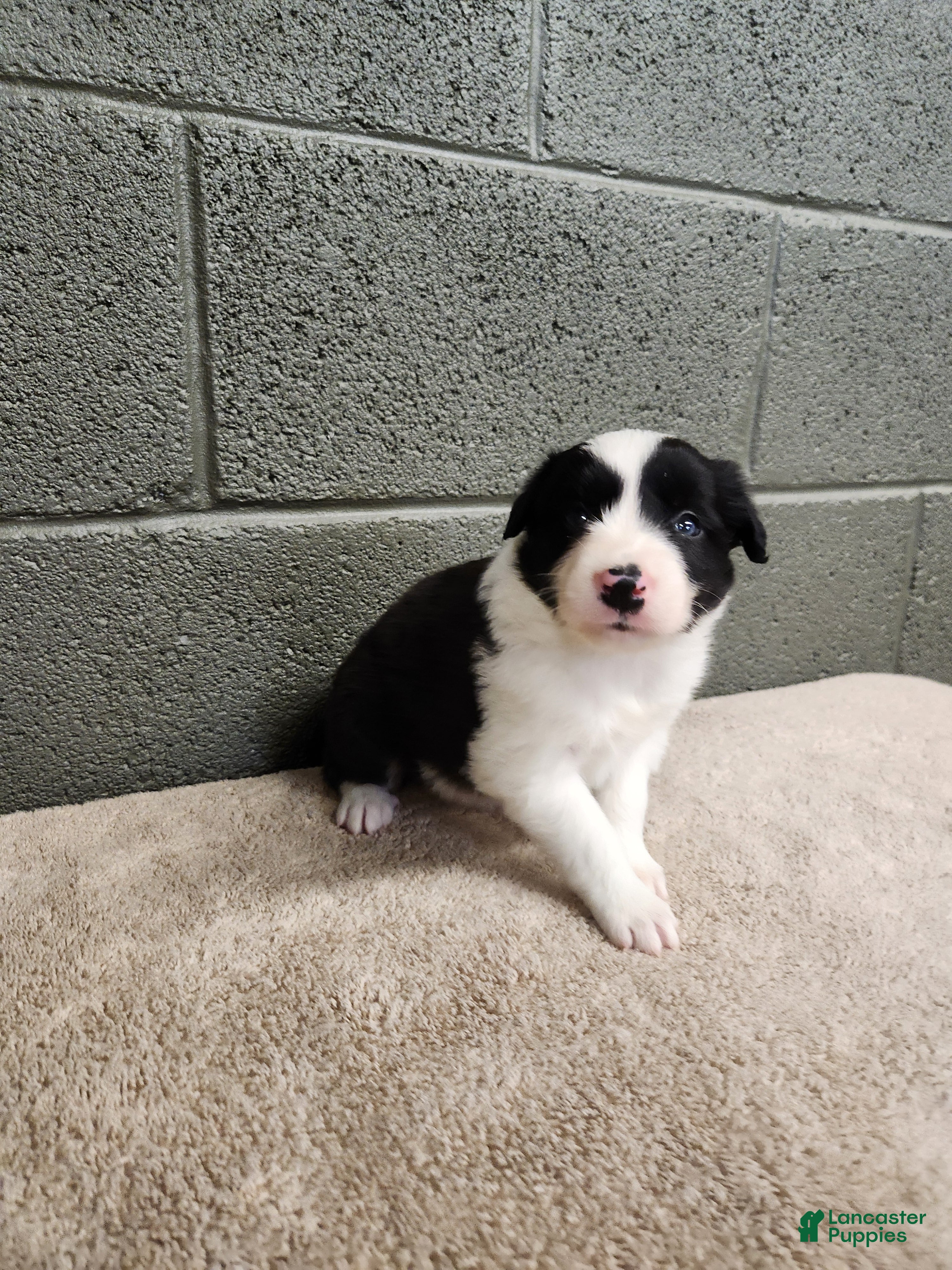 Border Collie dogs Willie - Pure Breed Border Collie - Ad 2