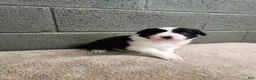 Border Collie dogs for sale: Willie - Pure Breed Border Collie - Ad 2