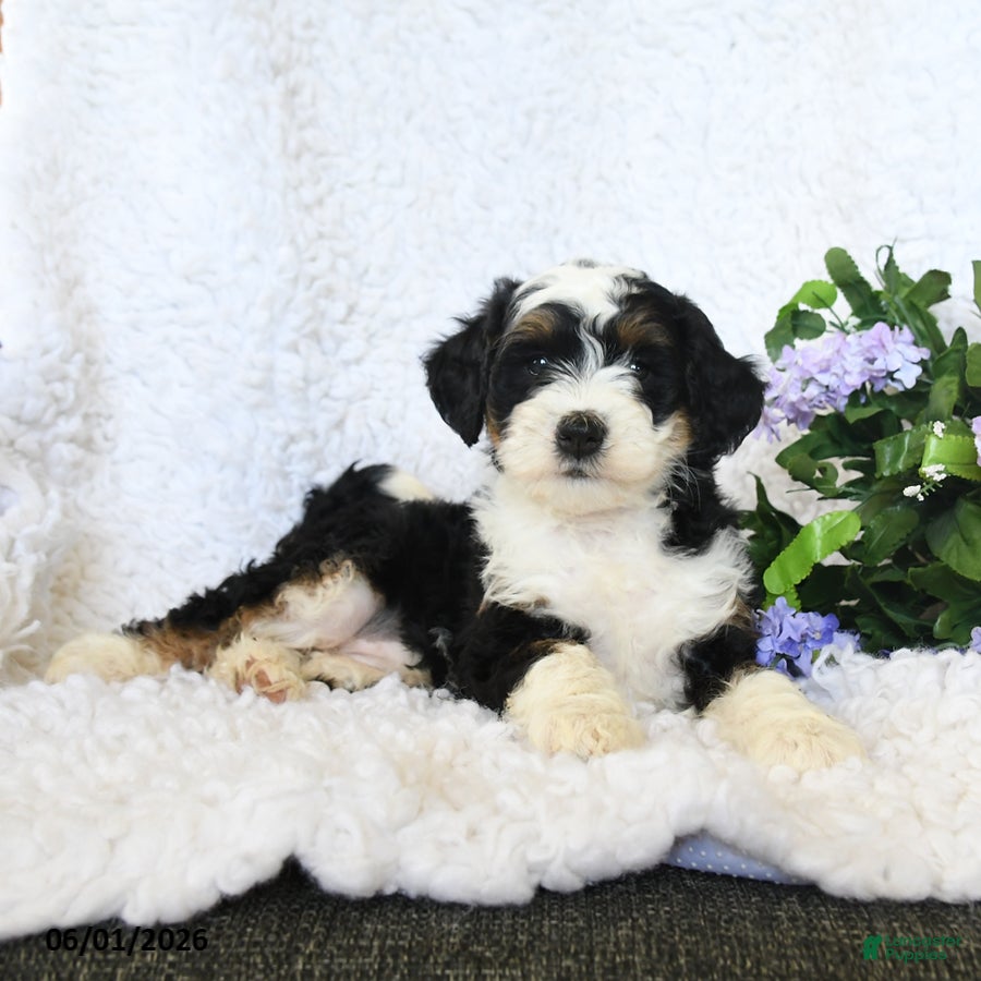 Mini Bernedoodle dogs for sale: Fiona - Ad 4