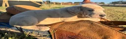Great Dane dogs for sale: Liv - Ad 3