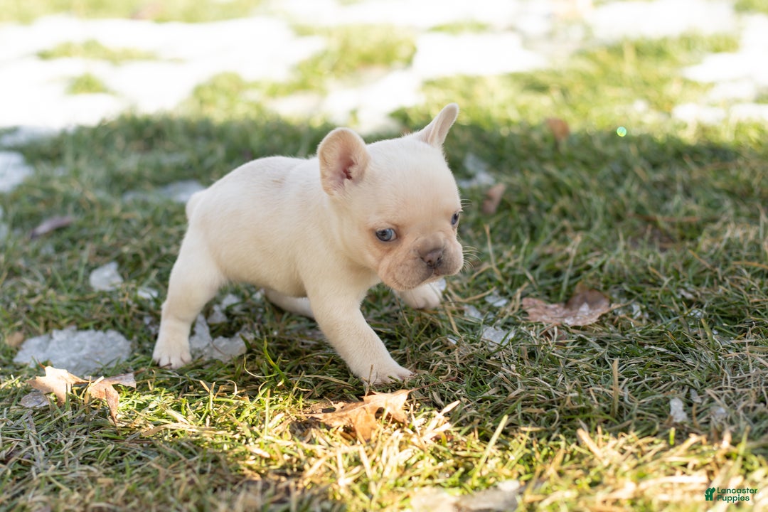 French Bulldog dogs for sale: Dolly - Ad 6