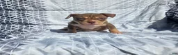 American Bully dogs for sale: Female 3 - Ad 4