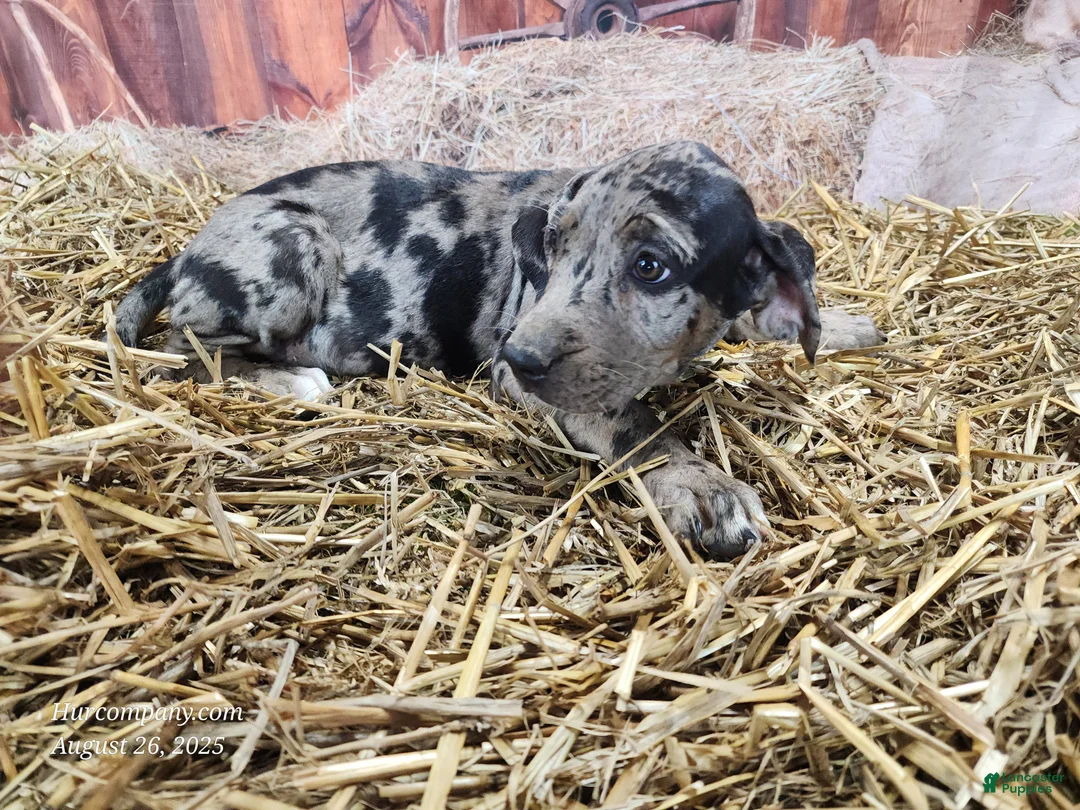 Catahoula Leopard Dog dogs for sale: Angel 2025 Female 1 - Ad 25