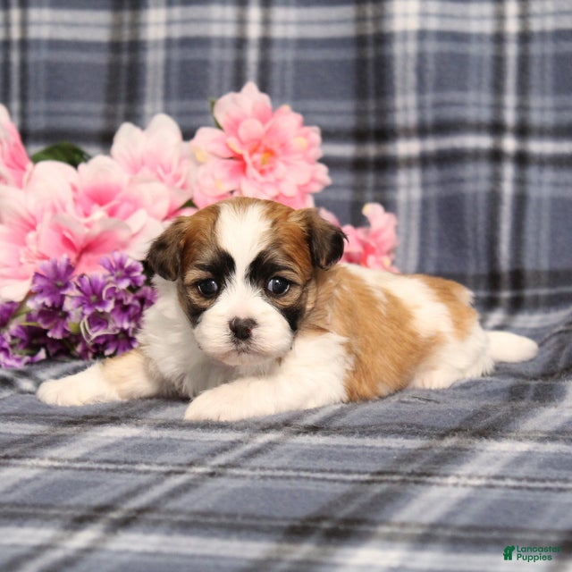 Teddy Bear dogs BJ's Rita - Ad 2