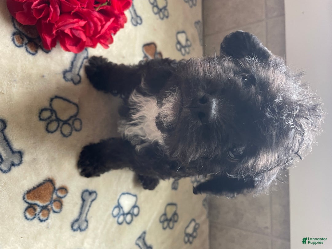 Mixed Breed dogs for sale: Gizmo - Ad 4