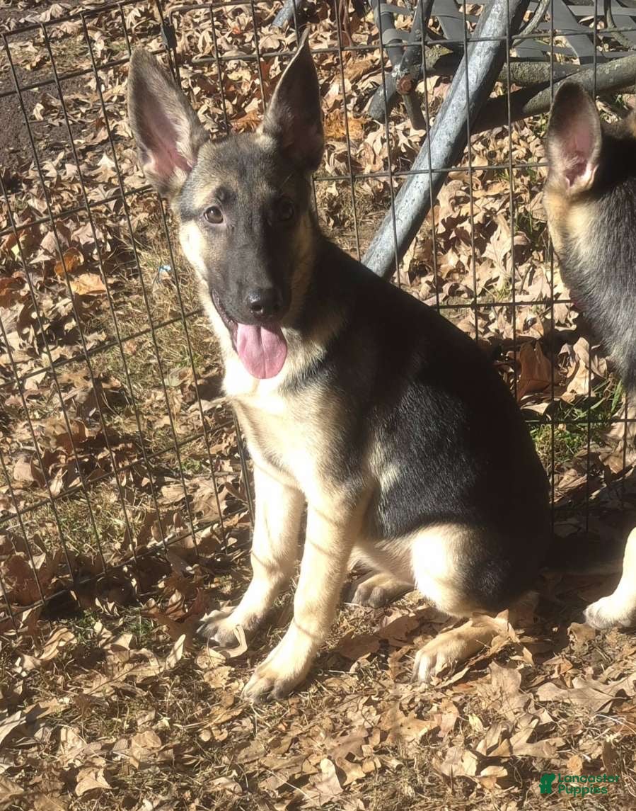 German Shepherd dogs for sale: Paige  - Ad 4