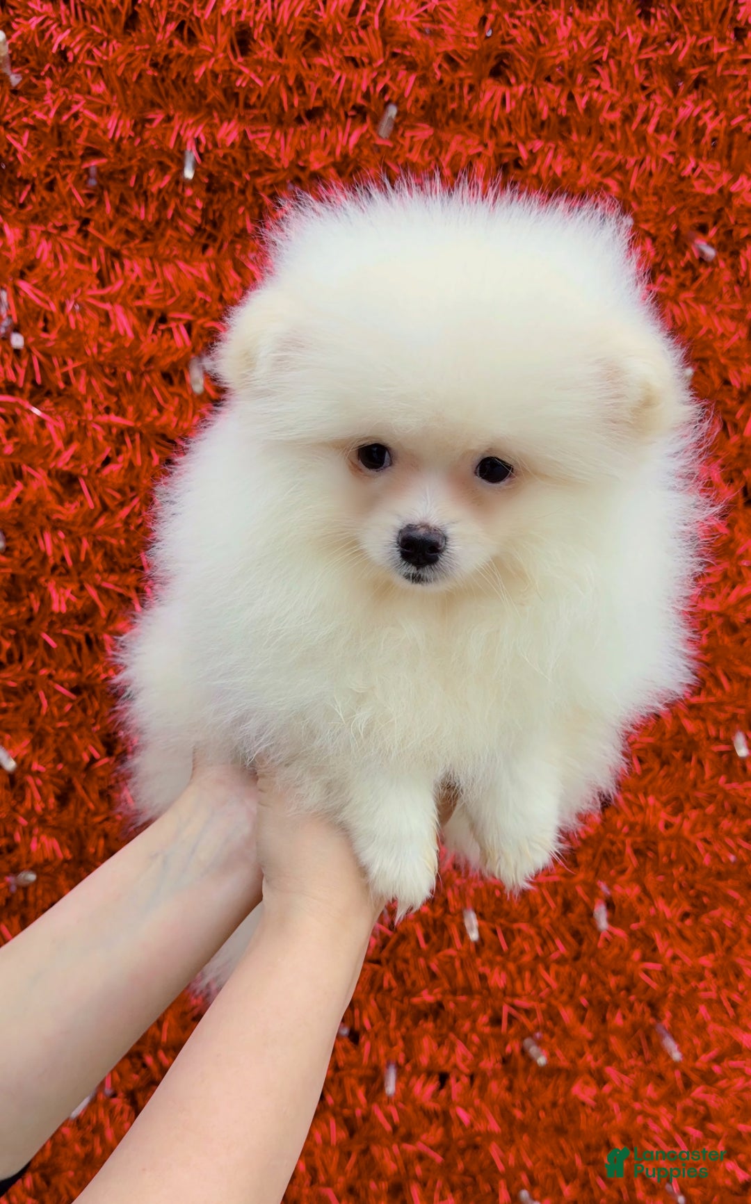Pomeranian dogs for sale: Pomeranian Puppy cuddles  - Ad 8