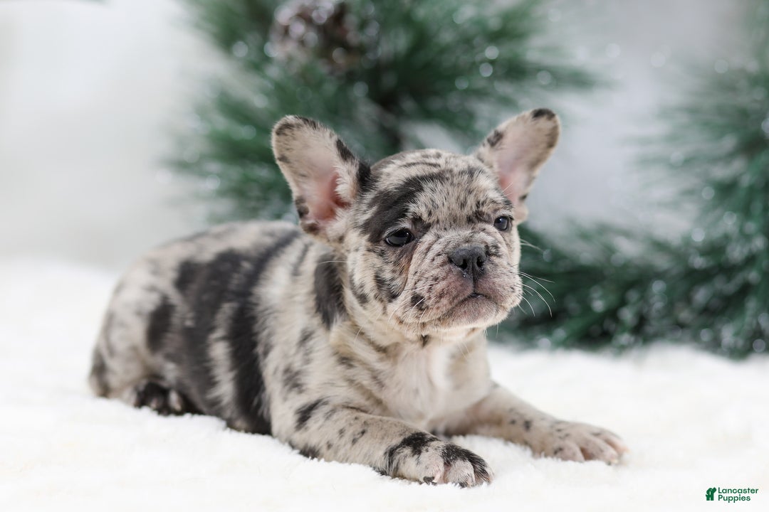 French Bulldog dogs for sale: Beauty - Ad 7