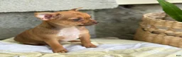 Chihuahua dogs for sale: Rusti - Ad 10