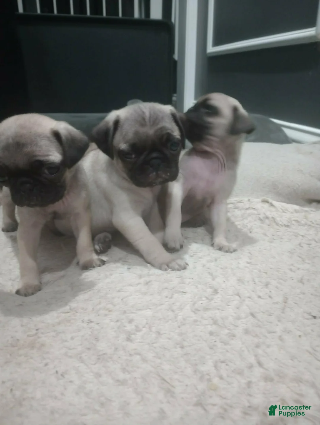 Puggle dogs for sale: Puggle Puppy 1 - Ad 1