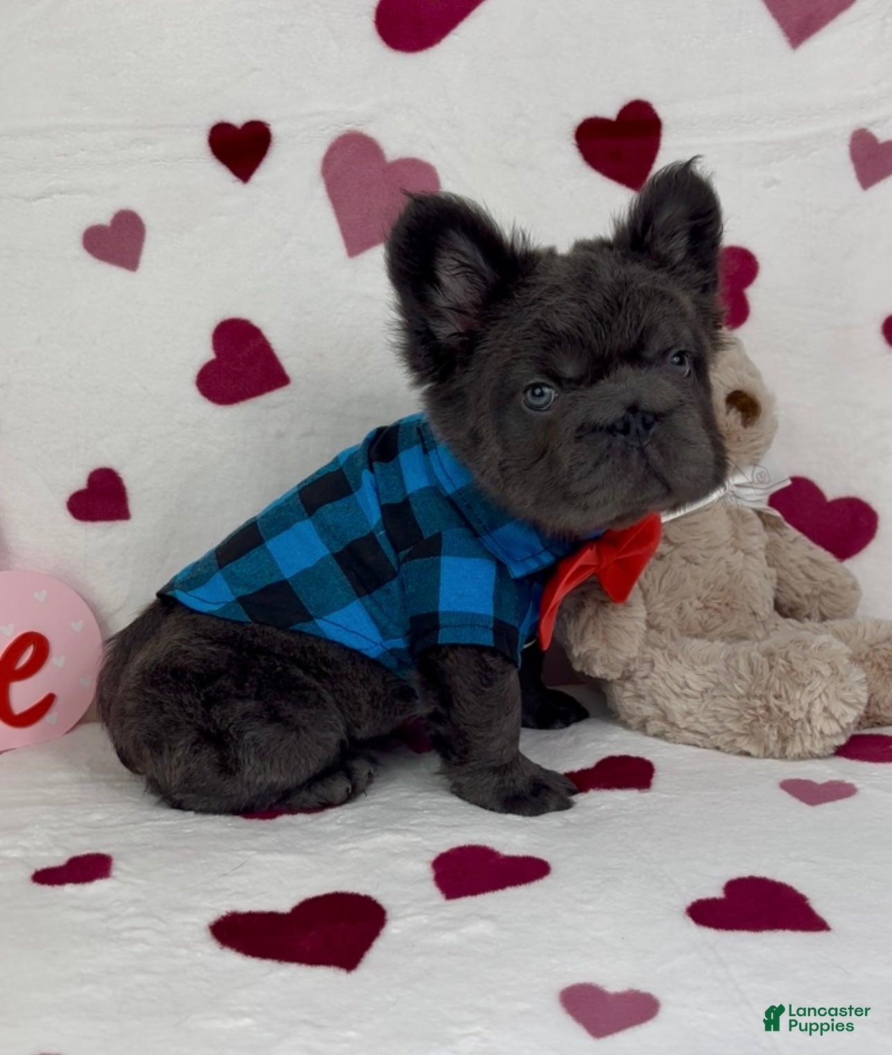 French Bulldog dogs Sonny - Ad 2