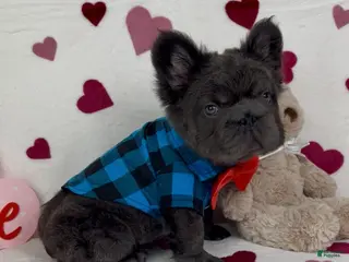 French Bulldog dogs Sonny - Ad 2