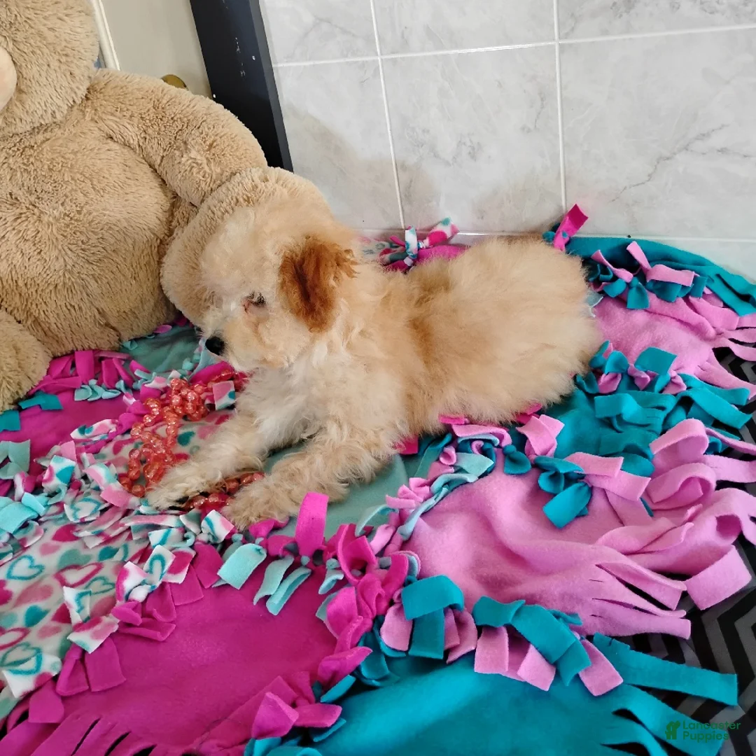 Mini Bernedoodle dogs for sale: Roselani - Ad 4