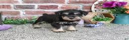 Miniature Schnauzer dogs for sale: Leah - Ad 2
