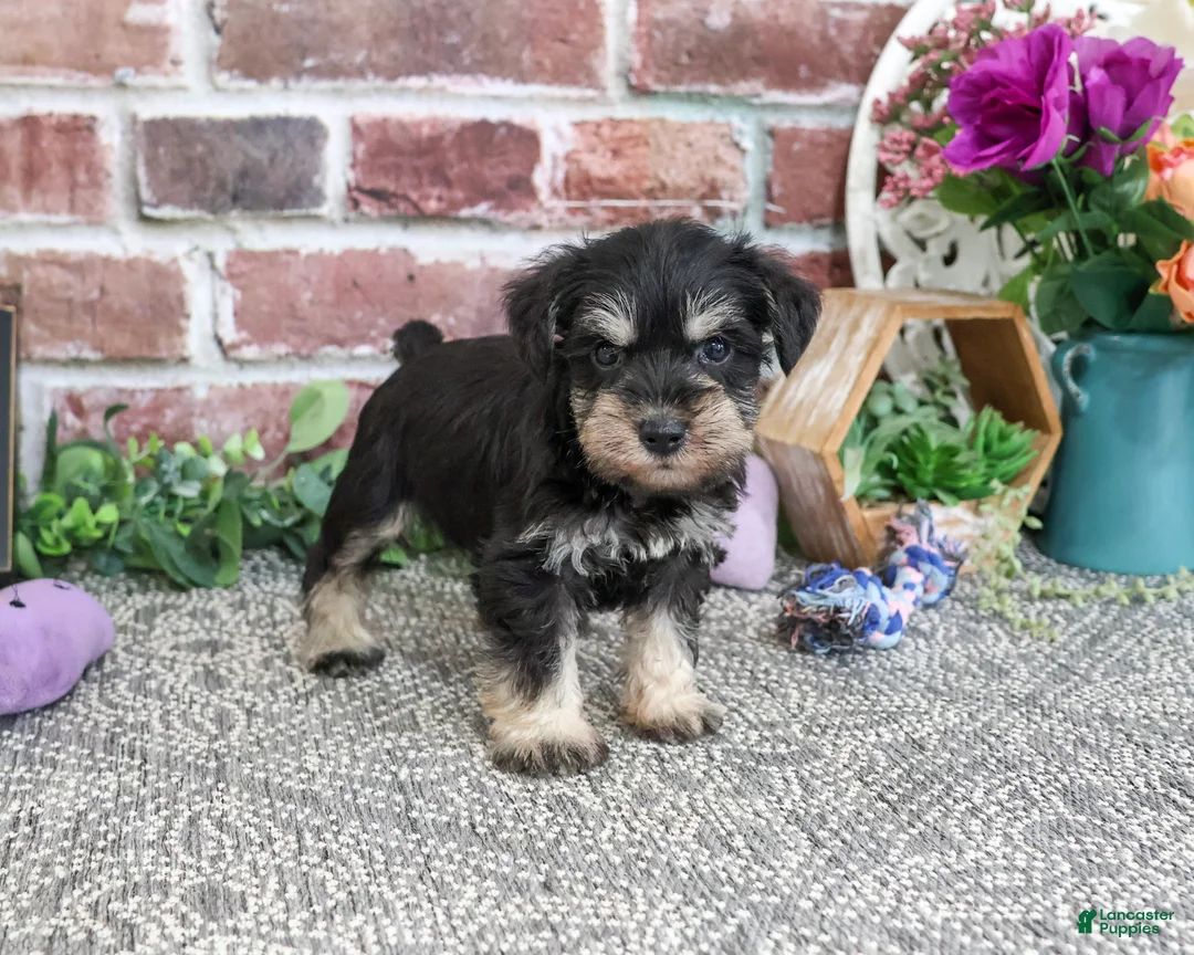 Miniature Schnauzer dogs for sale: Leah - Ad 2