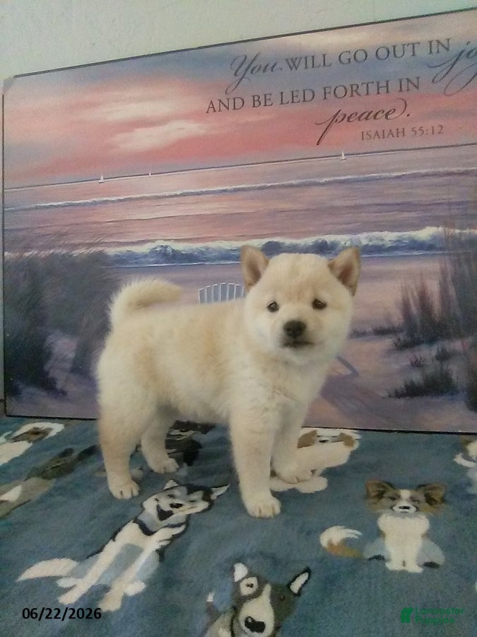 Shiba Inu dogs Lilac - Ad 1