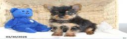 Yorkshire Terrier dogs for sale: Checkers - Ad 2