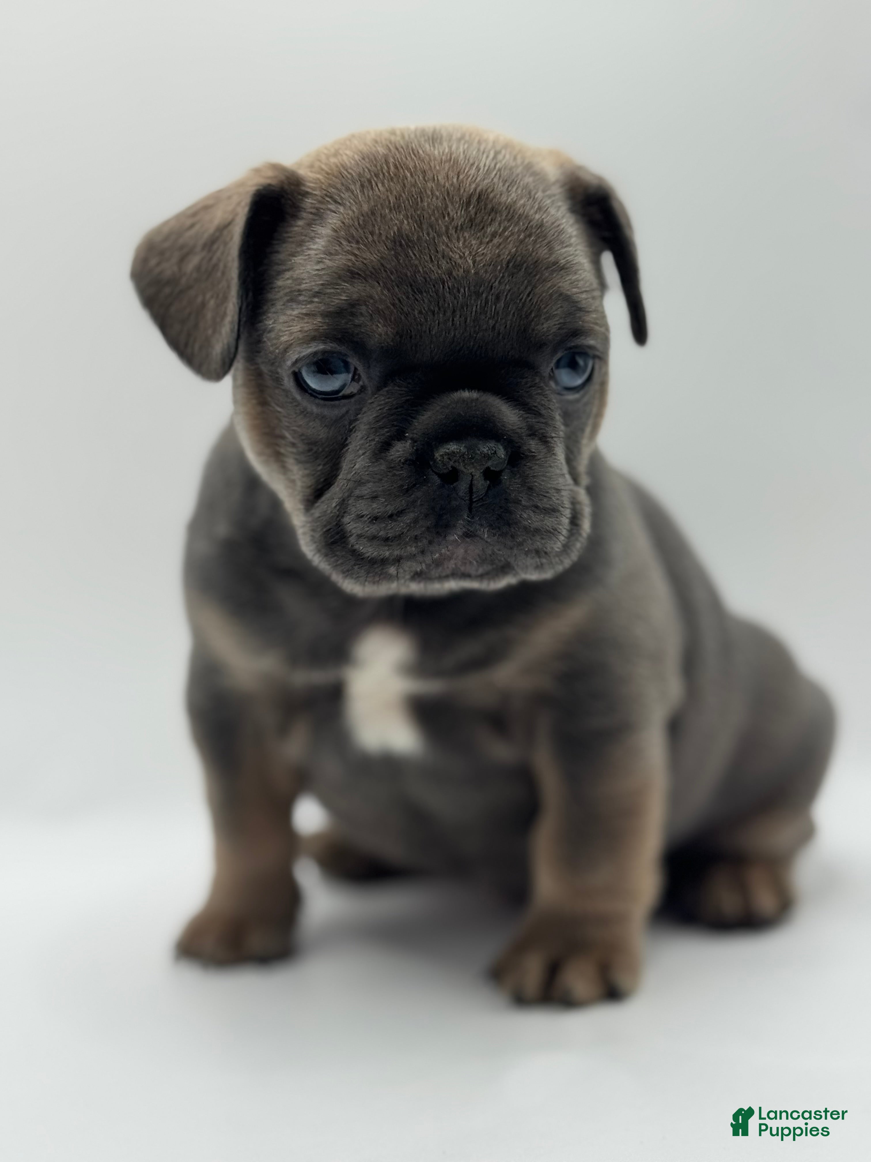 French Bulldog dogs French Bulldog Puppy 1 - Ad 22
