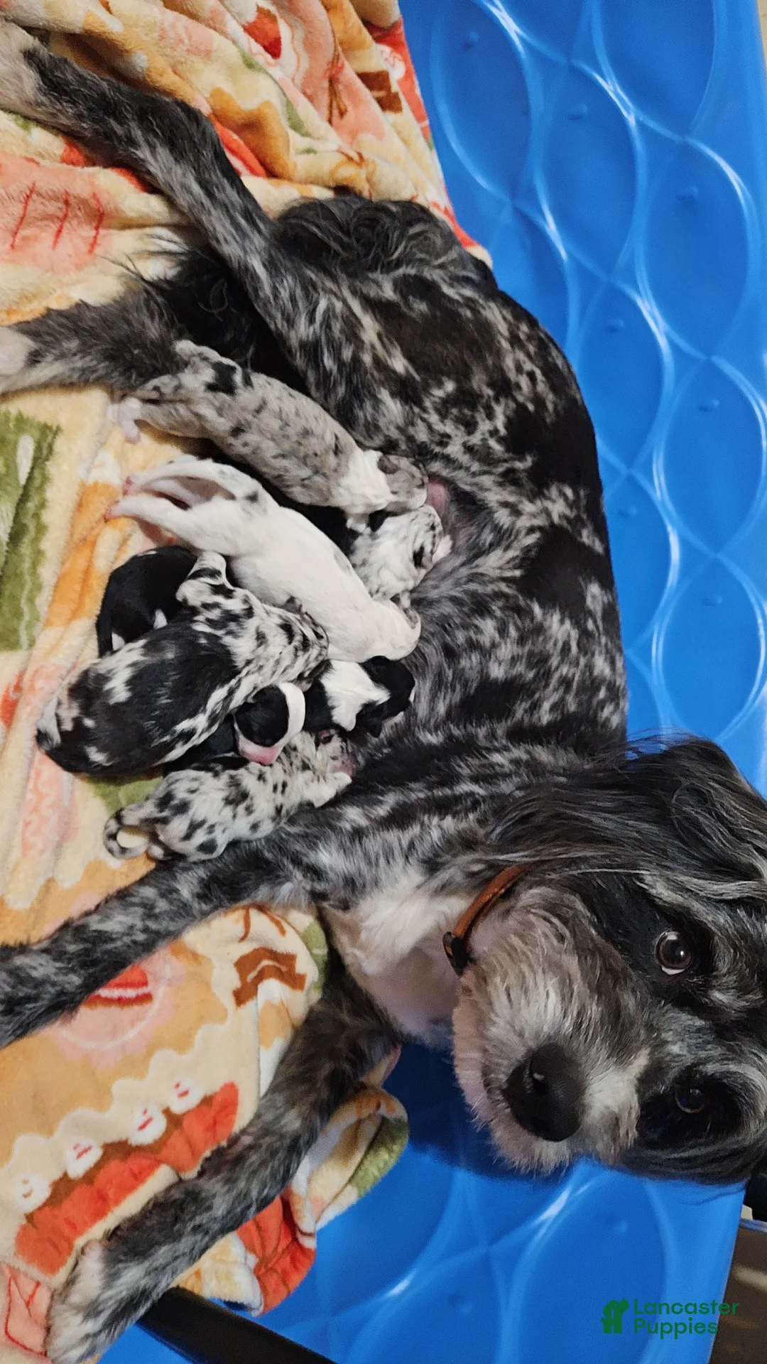 Aussiedoodle dogs for sale: Aussiedoodle Puppy 2 - Ad 3