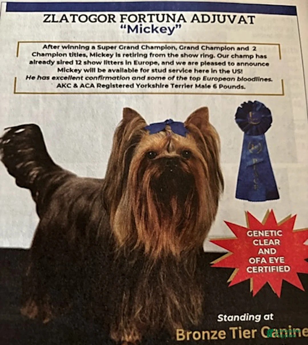 Yorkshire Terrier dogs for sale: Mitchy - Ad 4